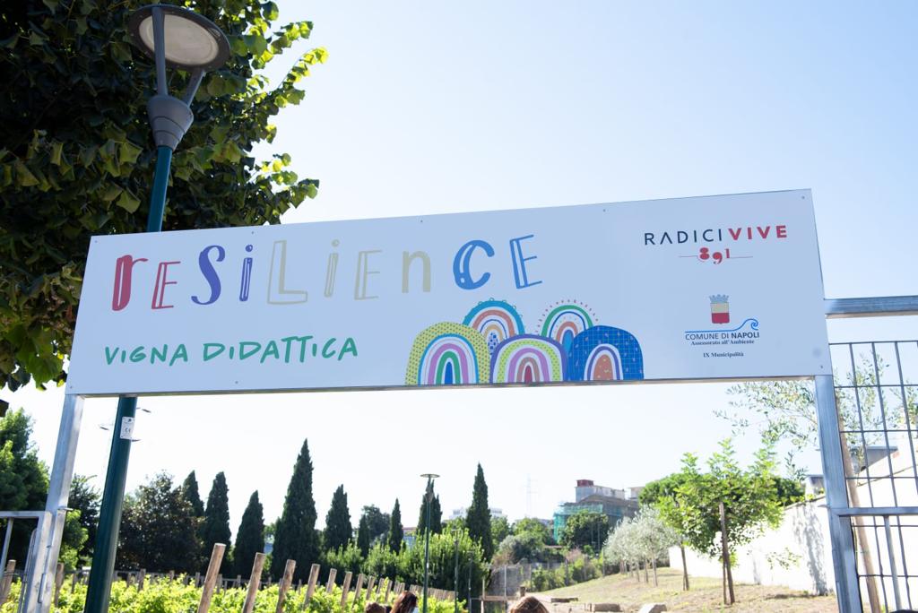 A Napoli la prima vigna gestita dagli studenti delle periferie: ecco il progetto Vigna Resilience
