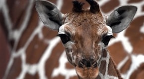 Giraffe a rischio: verso un'estinzione 'silenziosa'