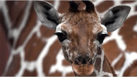 Giraffe a rischio: verso un'estinzione 'silenziosa'