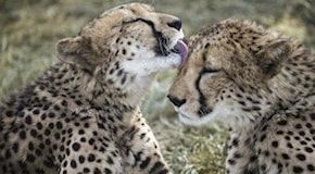 Il ghepardo è in pericolo. Gli scienziati: ''Ne restano solo 7100 esemplari''