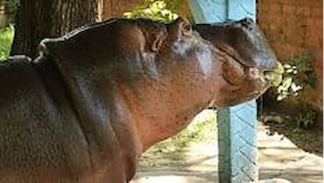 Picchiato a morte Gustavito, ippopotamo simbolo di El Salvador