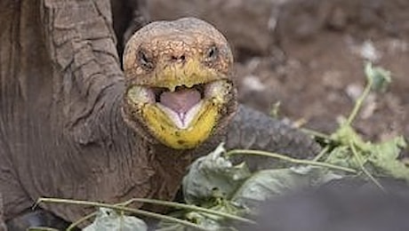 Diego, la tartaruga delle Galapagos che ha salvato la specie grazie alla sua libido