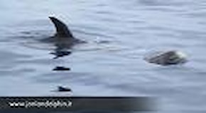 Taranto, mamma delfino e il cucciolo nuotano al largo della città