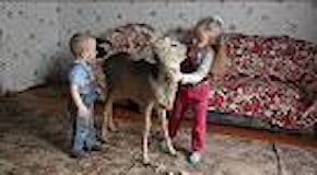 Russia, famiglia adotta cerbiatto ferito e lo trasforma in animale domestico