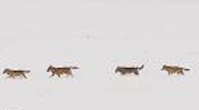 Abruzzo, famiglia di sei lupi a spasso sulle cime innevate