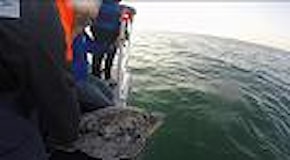 Pescara: la Guardia costiera libera in mare sette tartarughe caretta caretta