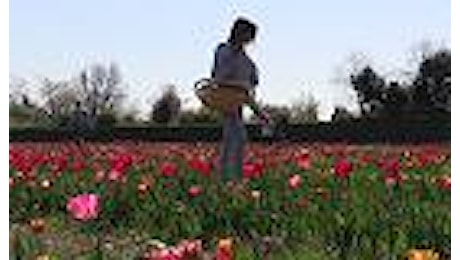 L'Olanda a Milano, l'irresistibile richiamo dei 250mila tulipani: cogli e scatta, è la terra dei selfie