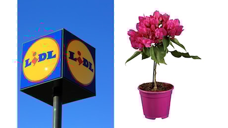 Le 7 piante Lidl da comprare questo weekend prima che spariscano