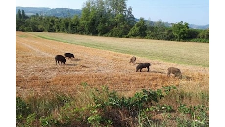 Peste suina: 3 nuovi casi in Liguria, nessun contagio in Piemonte