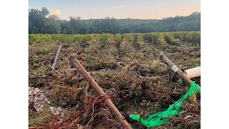 L'alluvione ha distrutto le vigne del bolgherese (ma non del tutto)