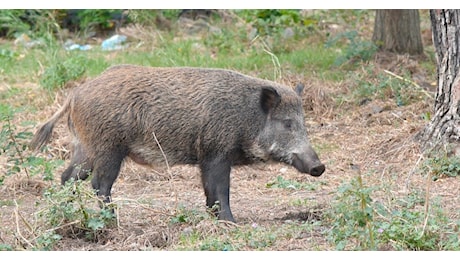 Viene scambiato per un cinghiale durante la battuta di caccia: 53enne ucciso da un proiettile