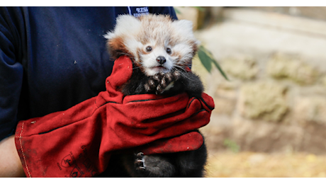 Fuochi d'artificio in Scozia: cucciolo di panda rosso muore di stress