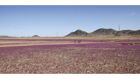 Le immagini pazzesche del deserto di Atacama in Cile… trasformato in un prato fiorito
