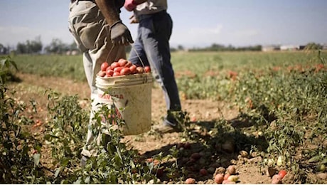 Decreti, divieti e sospensione dei fondi per le aziende. Ma l'agricoltura laziale si basa ancora sullo sfruttamento (Video)