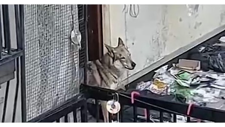 Torino, 186 sanzioni su 597 segnalazioni di animali abbandonati