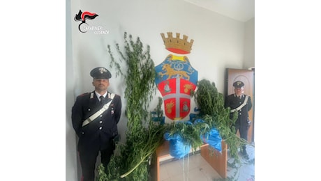 A Bonifati (CS) tre arresti per coltivazione piantagione di canapa indiana, sequestrato anche ingente quantitativo di marijuana