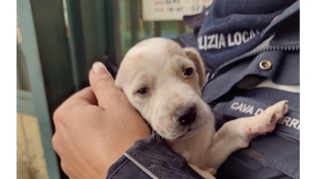 Getta due cagnolini in un torrente nel casertano. Un passante si precipita in acqua ma ne riesce a salvare solo uno. Il responsabile rischia il carcere