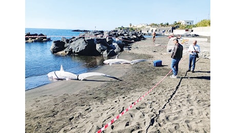 Torre del Greco, squali morti in spiaggia: caccia ai pescatori-pirati