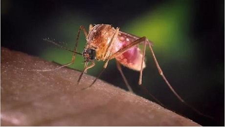 West Nile, primo caso dell’anno nella Marca