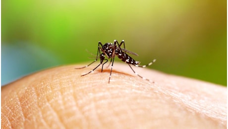 Cresce il focolaio di Dengue a Fano, 102 i casi accertati: scatta il piano della Regione