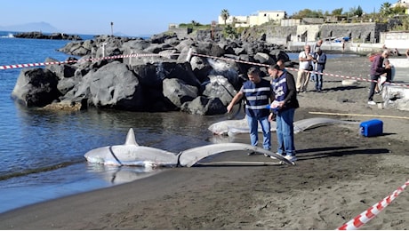 Due squali volpe trovati spiaggiati a Torre del Greco