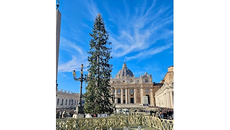 TRENTINO / DUE COMITATI - UN'ASSOCIAZIONE * VATICANO - ALBERO NATALE: «ABETE DELLA VAL DI LEDRO, ABBATTUTO PER SODDISFARE INTERESSI ECONOMICI