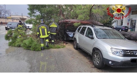 Albero cade in via Crispi a Palermo, finisce sopra un'auto parcheggiata