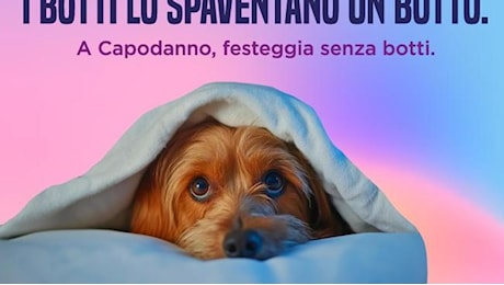 “I botti lo spaventano un botto”: la campagna pro-animali del Comune per un Capodanno “silenzioso”