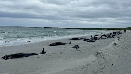 Misterioso spiaggiamento di massa in Scozia, morte oltre 80 balene pilota