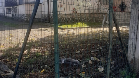 Alatri – Carcassa di un gatto lanciata nel giardino della scuola, shock tra i bambini