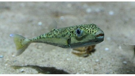Non bastava il granchio blu. Ora c'è anche il pesce palla killer che minaccia turisti e biodiversità