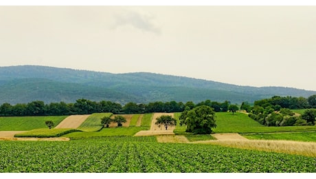 Agricoltura: al via l’edizione 2024 del Fondo innovazione