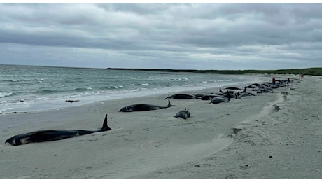 La strage delle balene: 77 trovate morte sulla spiaggia, «una delle peggiori catastrofi naturali»