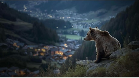 In Trentino, dove uomini e orsi sono “Pericolosamente vicini”. Su Rai 3, il documentario