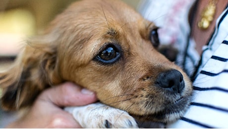 Capodanno 2025: come tutelare i nostri cani dallo stress dei fuochi d'artificio