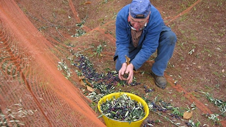 La stagione più amara delle olive. Produzione di olio ai minimi storici: “Penalizzati da parassiti e piogge”