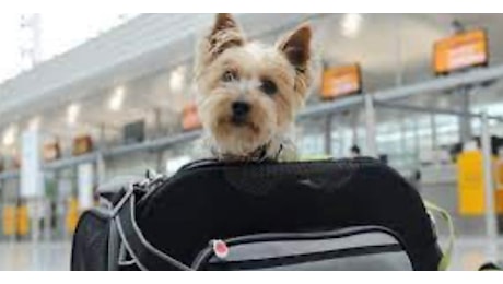 Aereo, cani e gatti a bordo con i loro padroni: presto le nuove normative