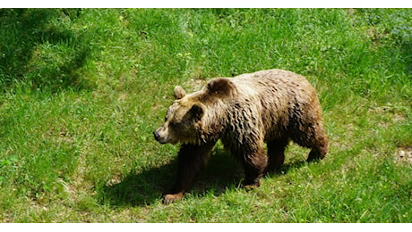 Incidente tra un custode forestale e un orso nei boschi di Bleggio Superiore (Trento)