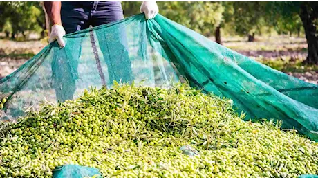 Nelle Marche una campagna olearia da sogno: Mai così tante olive!