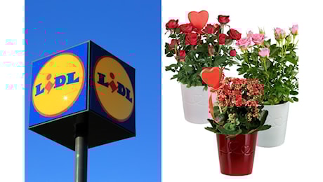 Rose o kalanchoe? Le piante Lidl da non lasciarsi scappare questa settimana