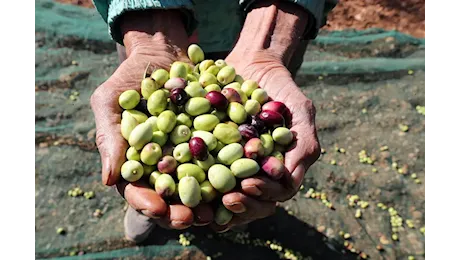 Troppa acqua nelle olive, la causa della bassa resa