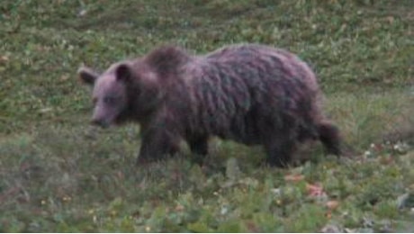 Fungaiolo aggredito e ferito da un orso in Trentino