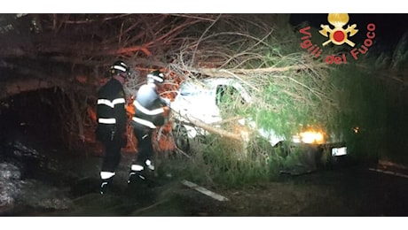 Lamezia, albero secolare si abbatte sul furgone della ditta che sta lavorando per il ripristino della voragine sulla Ss 280