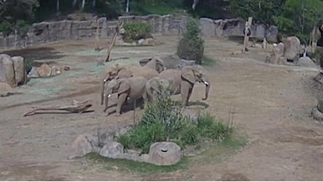 Terremoto a San Diego: gli elefanti nello zoo si stringono in cerchio per proteggere i cuccioli