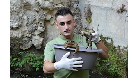 Infrastrutture artificiali e biodiversità: L’appello di Sebastian Colnaghi per proteggere gli anfibi in Calabria