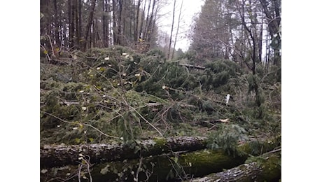 Strage di alberi in Calabria: vento devasta interi boschi sulla Sila [FOTO]