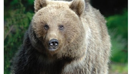 Orso: nuova aggressione ieri pomeriggio nel Bleggio