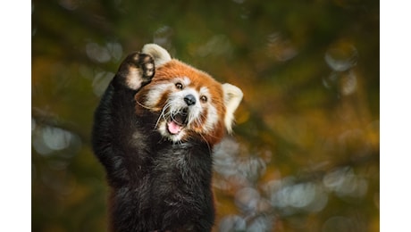 Nello zoo di Edimburgo un cucciolo di panda rossa è morto a causa dei fuochi d’artificio