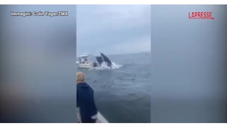 New Hampshire, balena salta improvvisamente su una barca e la ribalta, due pescatori volano in acqua dopo l'urto - VIDEO