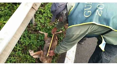 Rocca di Papa. Lupo investito in strada. Alcune riflessioni sul tema della fauna selvatica